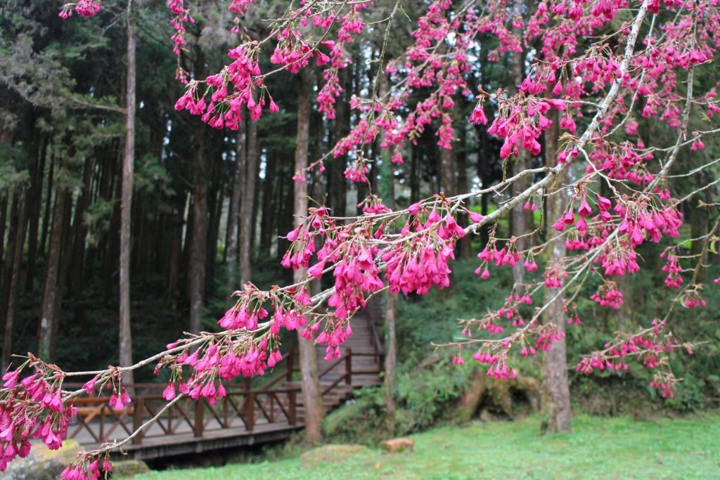 山櫻花為開花期最早也最長的櫻花-1024x683.jpg